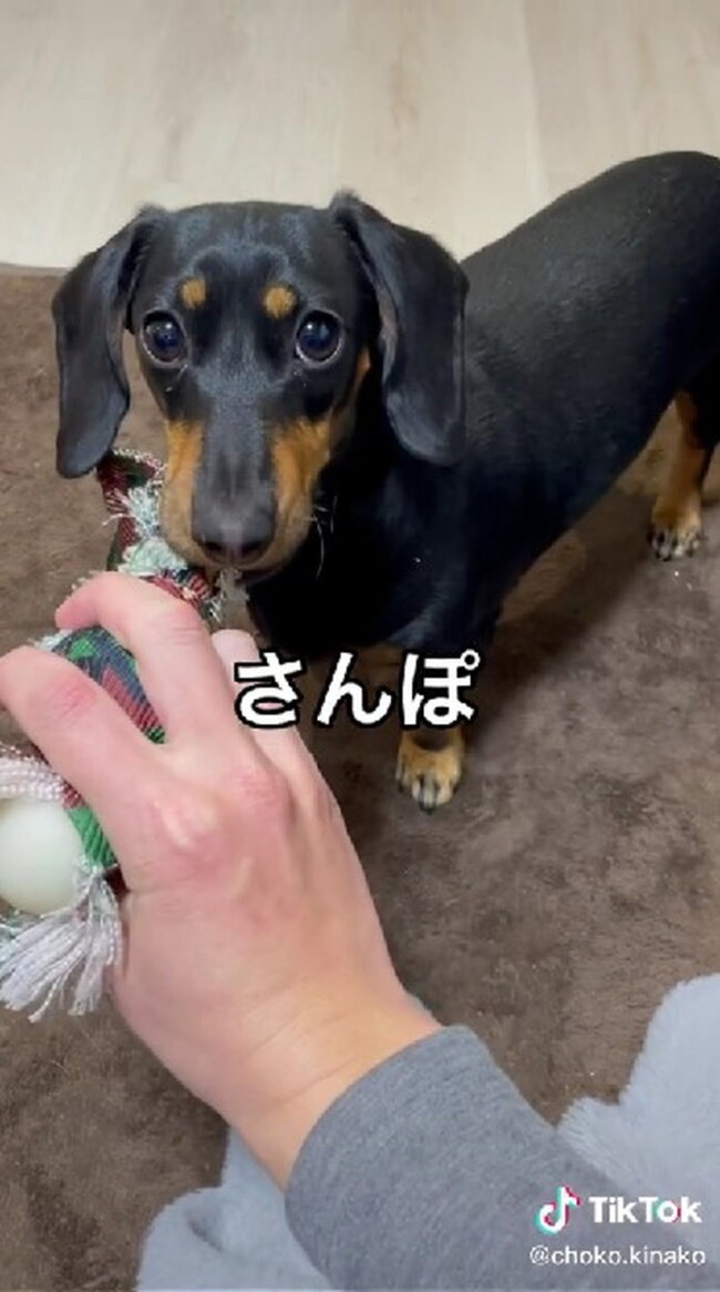 ダックスフンド,動画