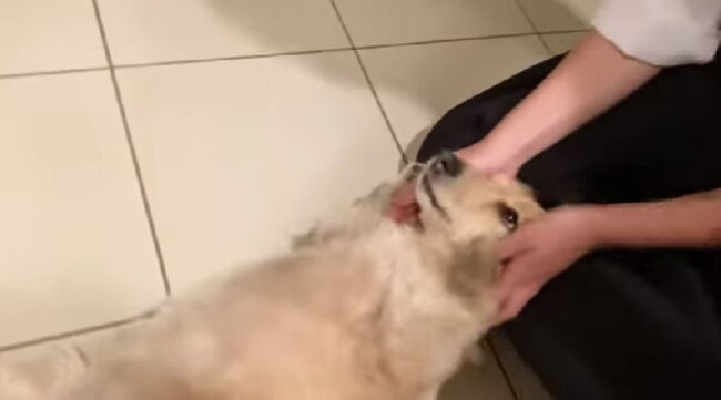 ダックスフンド,動画