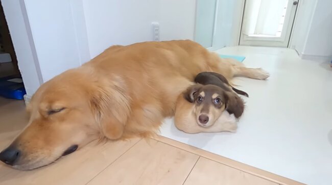 ダックスフンド,動画