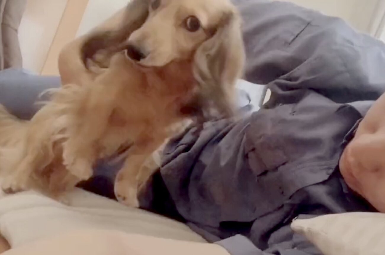 ダックスフンド,動画