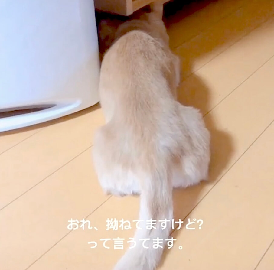 ダックスフンド,動画