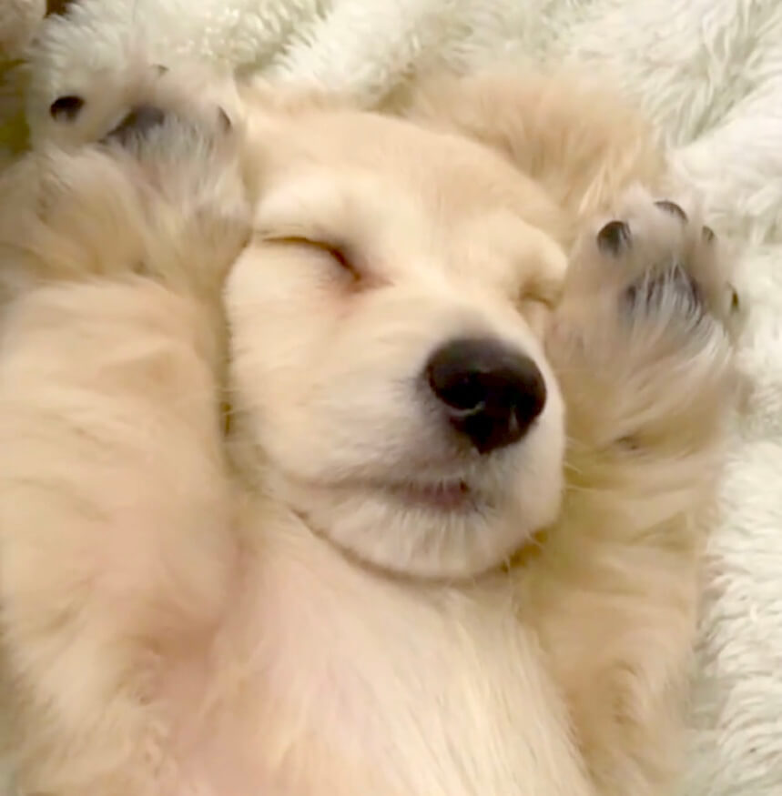 ダックスフンド,動画