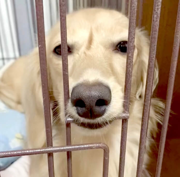 ダックスフンド,動画