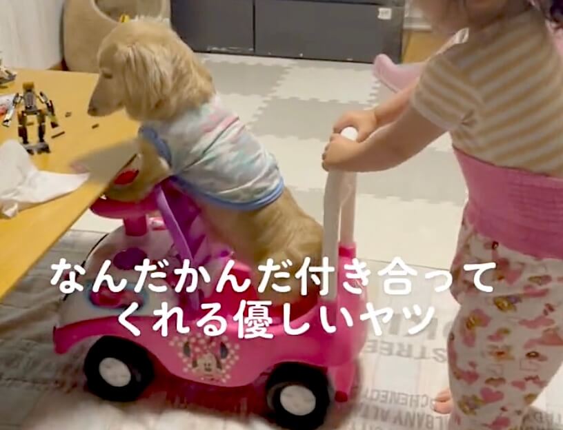 ダックスフンド,動画