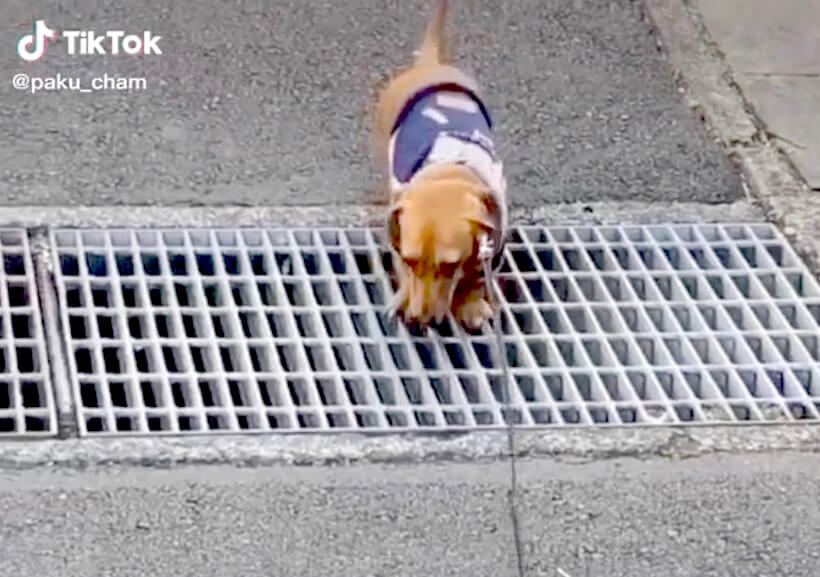 ダックスフンド,動画