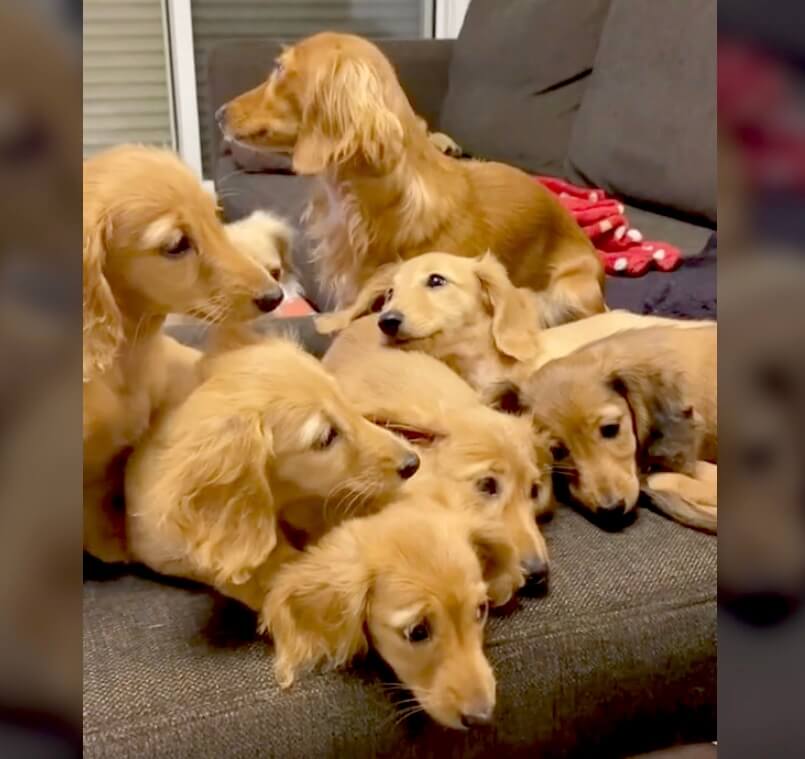 ダックスフンド,動画