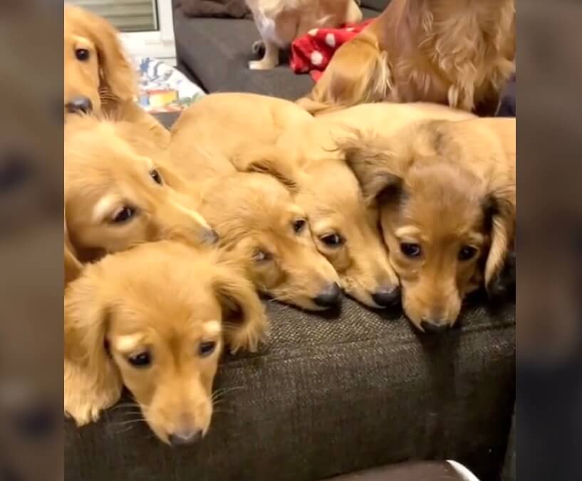 ダックスフンド,動画