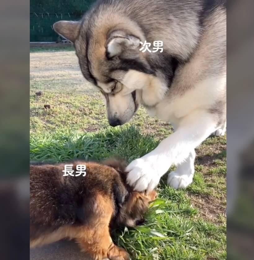 ダックスフンド,動画