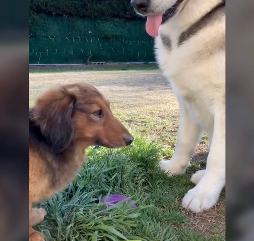 ダックスフンド,動画