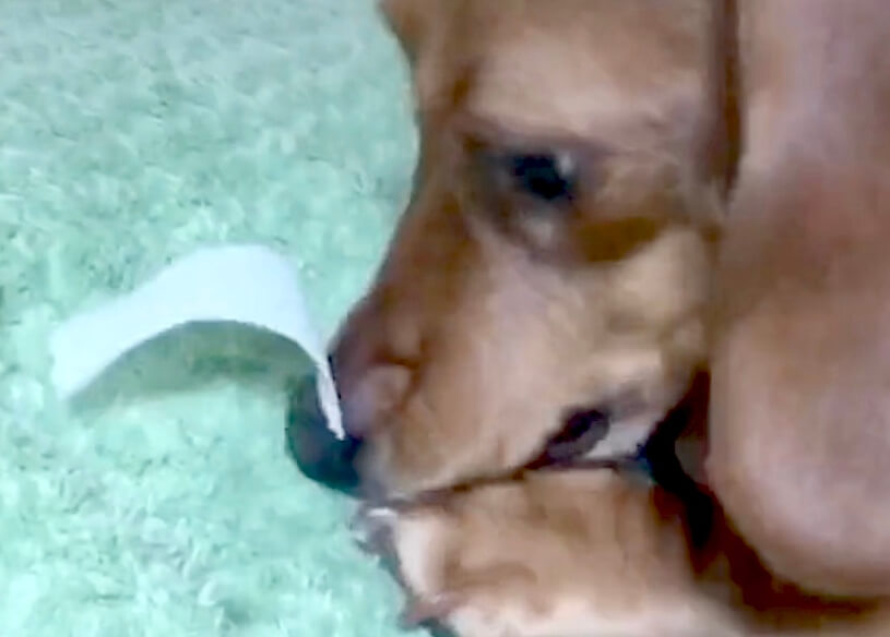 ダックスフンド,動画