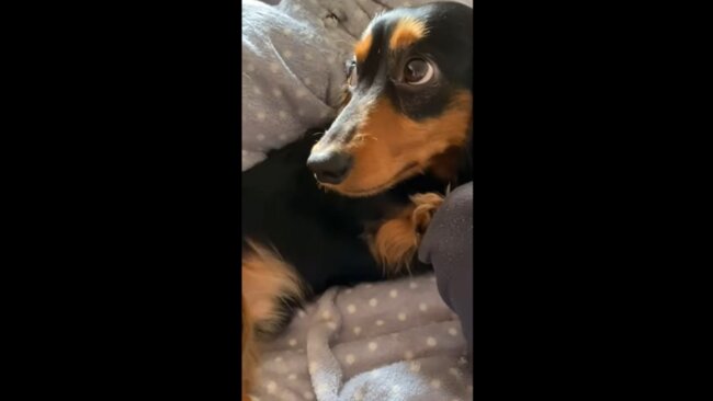 ダックスフンド,動画