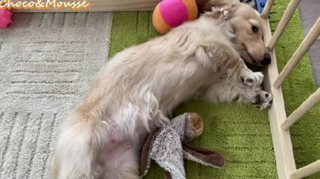 ダックスフンド,動画