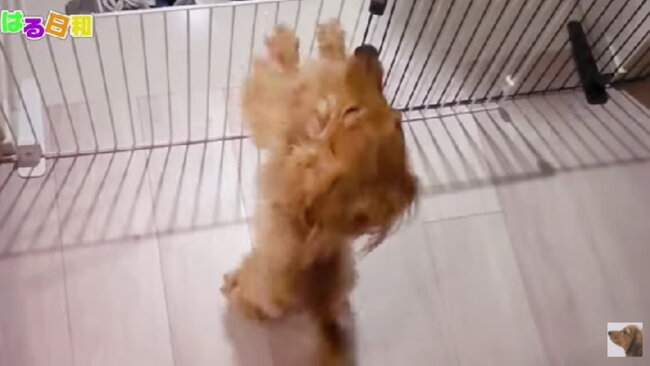 ダックスフンド,動画