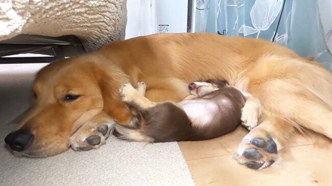 ダックスフンド,動画