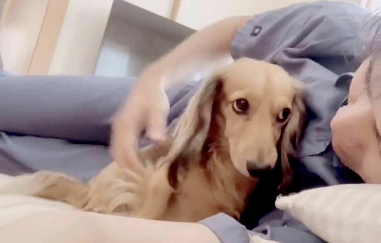 ダックスフンド,動画