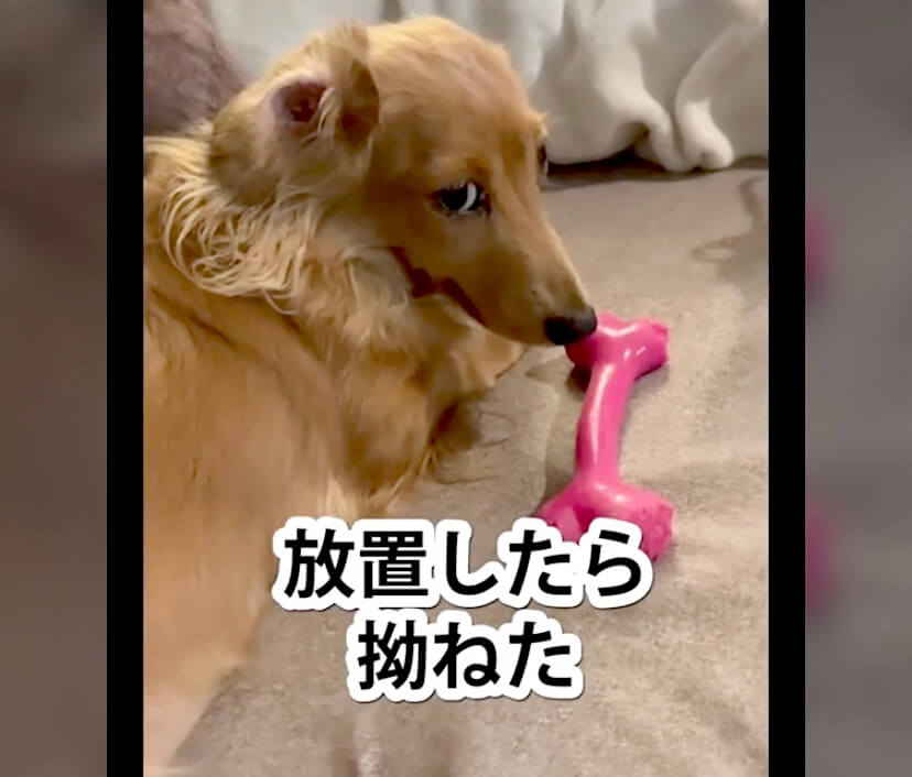 ダックスフンド,動画