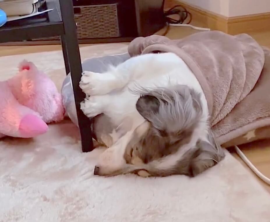 ダックスフンド,動画