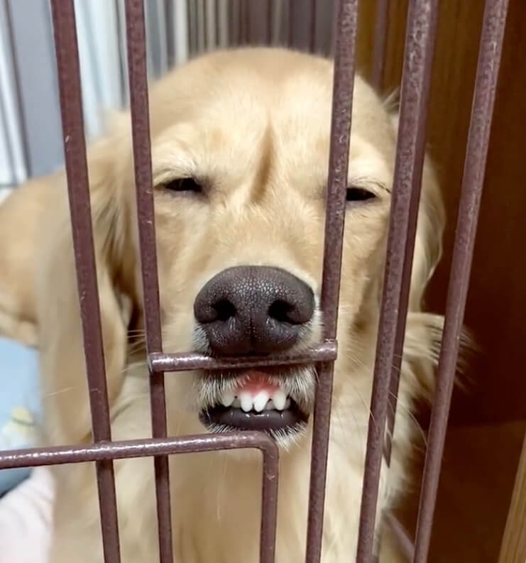 ダックスフンド,動画