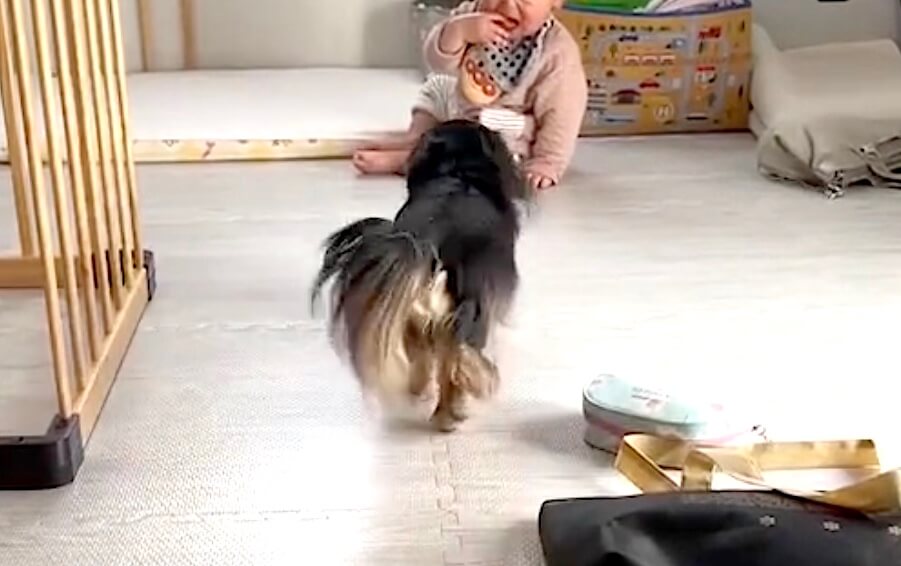 ダックスフンド,動画