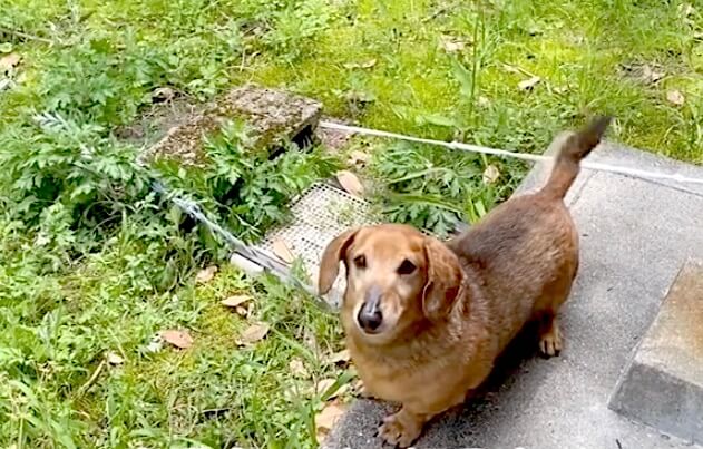 ダックスフンド,動画