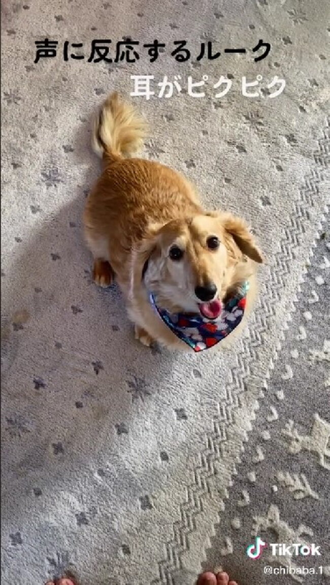 ダックスフンド,動画