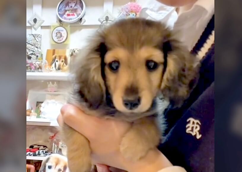 ダックスフンド,動画