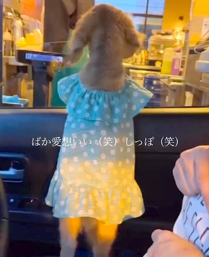 ダックスフンド,動画