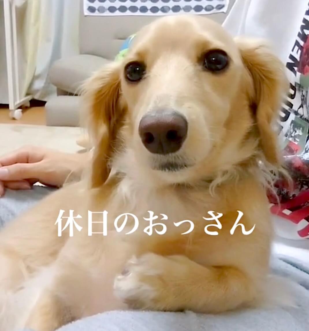 ダックスフンド,動画