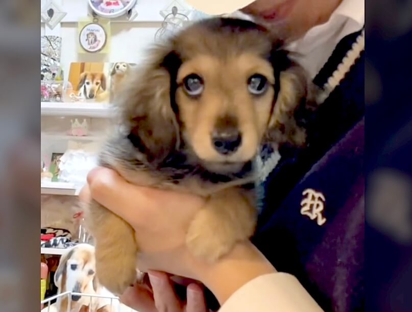 ダックスフンド,動画