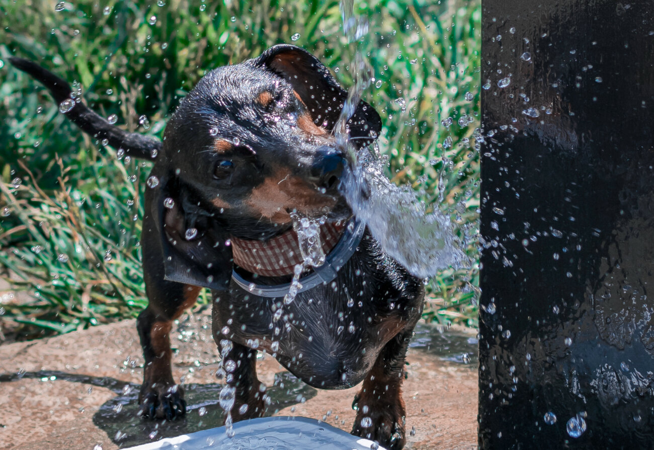 ダックスフンド,ココグルメ,フレッシュフード