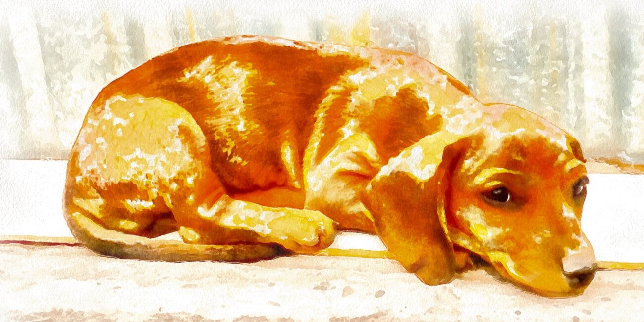 ダックスフンド,ココグルメ,フレッシュフード