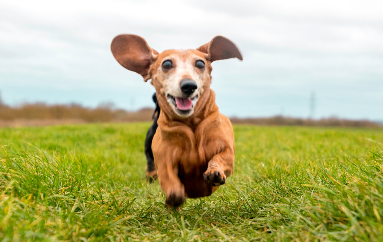 ダックスフンド,ココグルメ,フレッシュフード