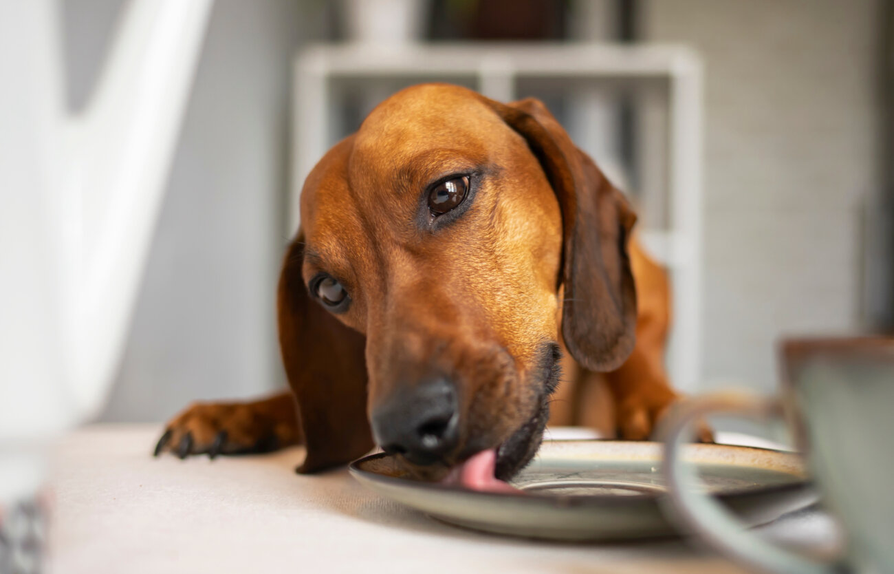 ダックスフンド,ココグルメ,フレッシュフード