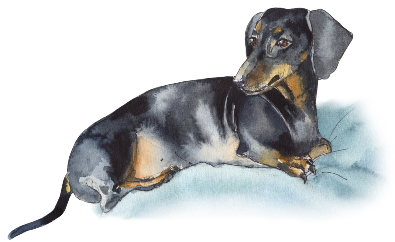 ダックスフンド,ココグルメ,フレッシュフード