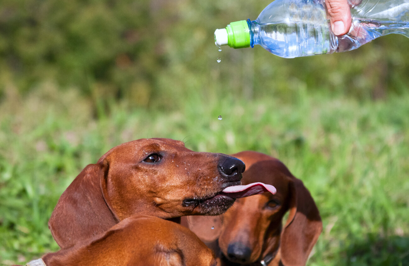 ダックスフンド,ココグルメ,フレッシュフード