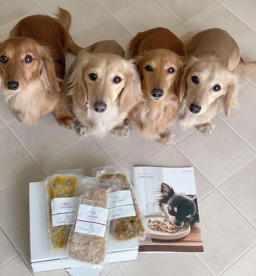 ダックスフンド,ココグルメ,フレッシュフード