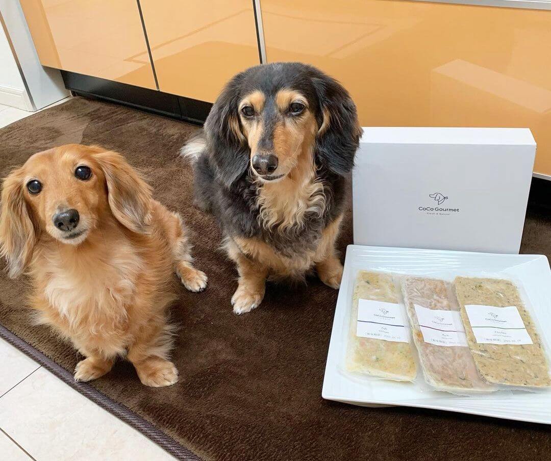 ダックスフンド,ココグルメ,フレッシュフード