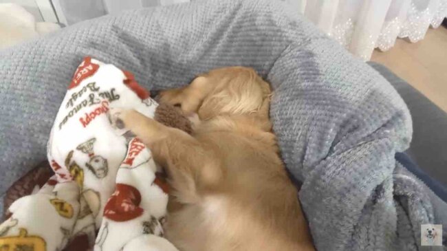 ダックスフンド,動画