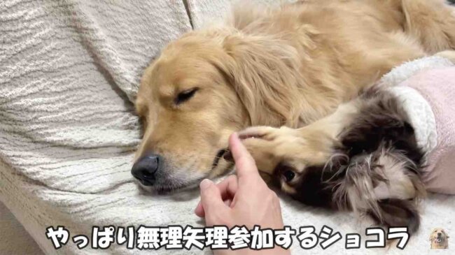 ダックスフンド,動画