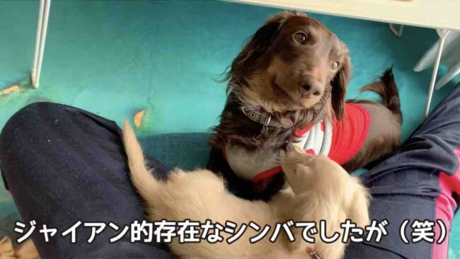 ダックスフンド,動画