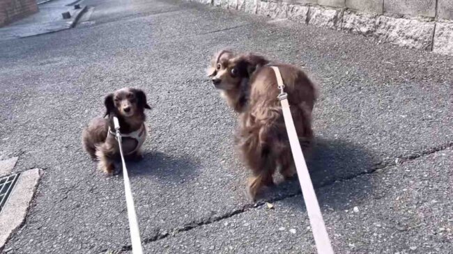 ダックスフンド,動画