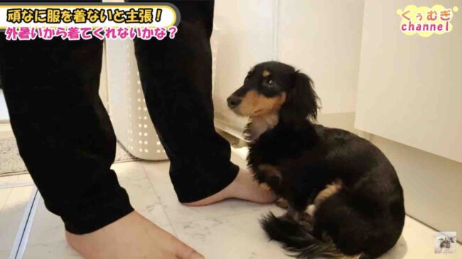 ダックスフンド,動画