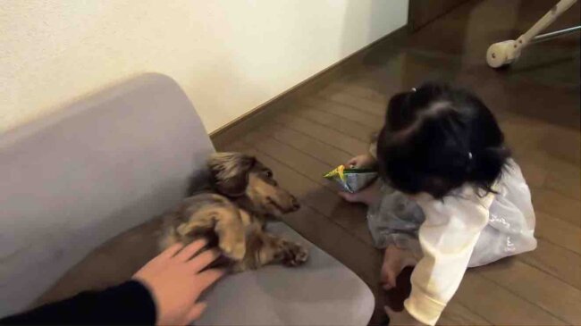 ダックスフンド,動画