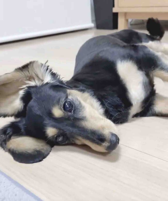 ダックスフンド,動画