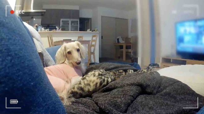 ダックスフンド,動画