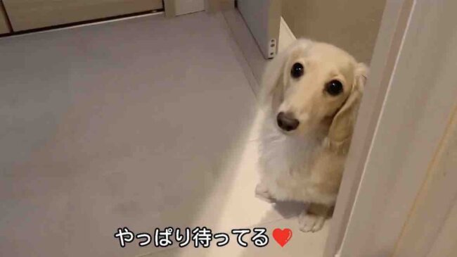 ダックスフンド,動画