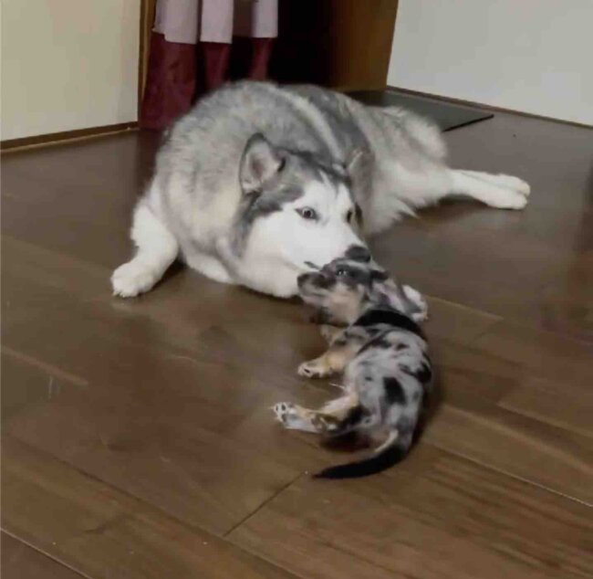 ダックスフンド,動画