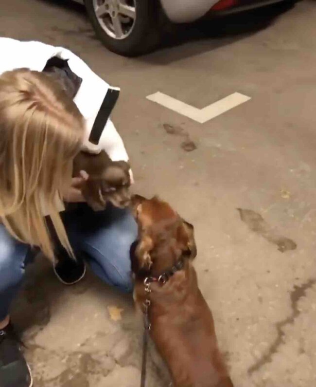 ダックスフンド,動画