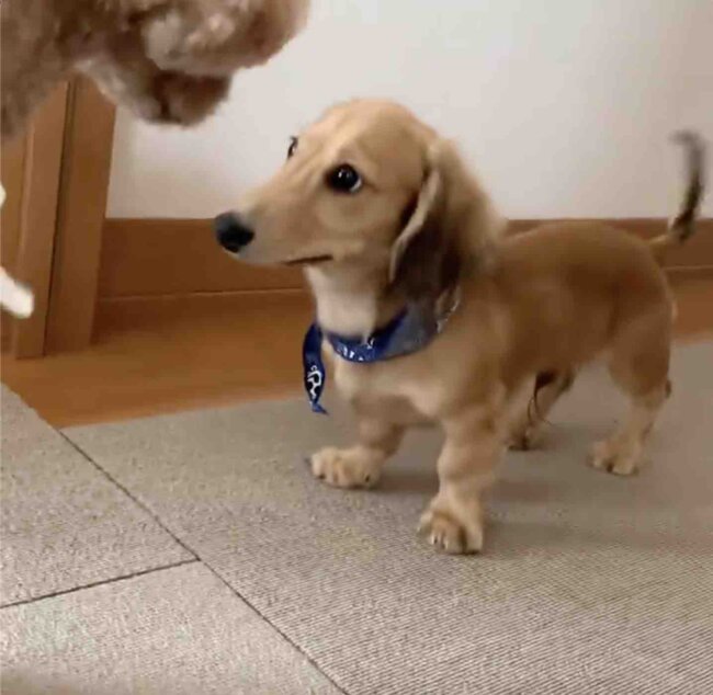 ダックスフンド,動画