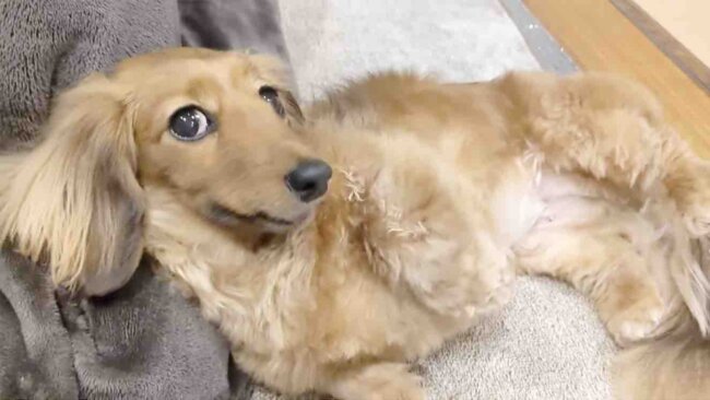 ダックスフンド,動画